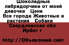 Шоколадные лабрадорчики от моей девочки › Цена ­ 25 000 - Все города Животные и растения » Собаки   . Свердловская обл.,Ирбит г.